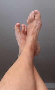 Vena